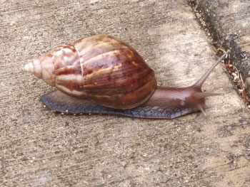 Kauai Snail
